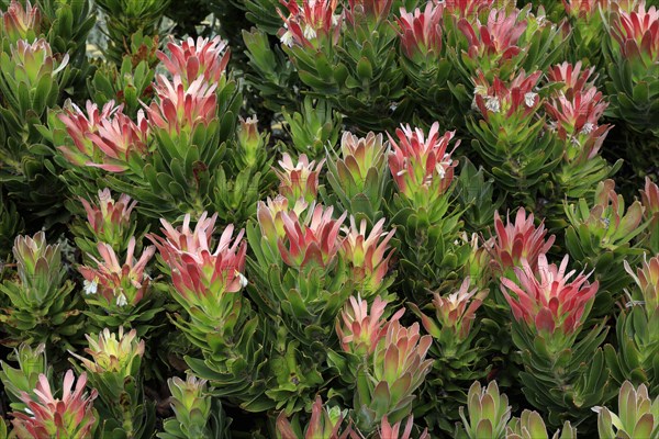 Protea Mimetes fimbrifolius