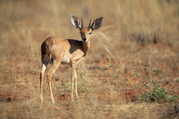 Steenbok