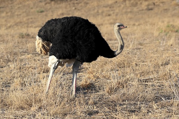 South African ostrich