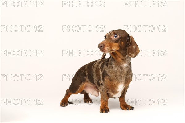 Miniature rabbit dachshund