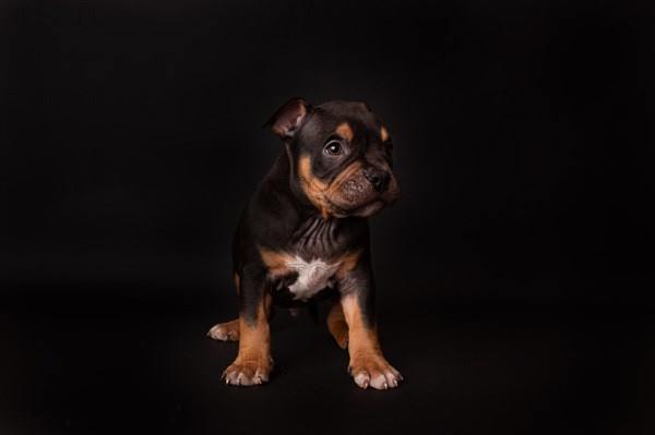 Puppy American Pit Bull Terrier sit on black background in studio