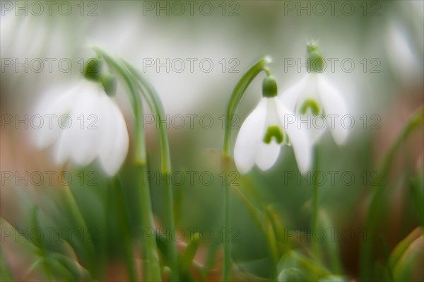 Common snowdrop