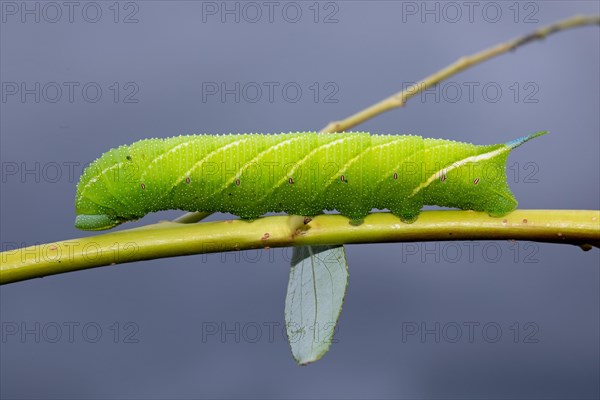 Evening peacock caterpillar sitting on stalk with green leaves looking left against blue sky
