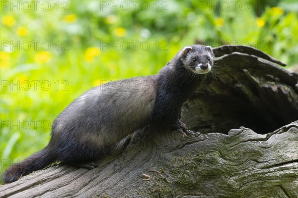 European polecat