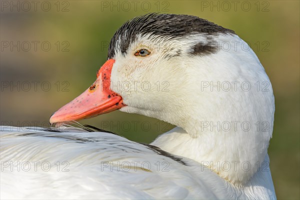 Portrait of a muscovy duck sitting by a canal in spring. Alsace