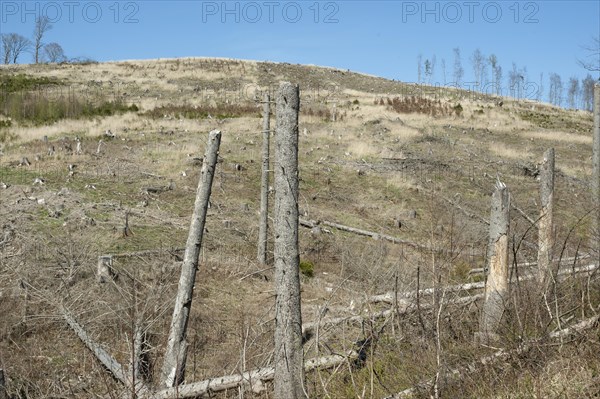The picture shows a deforested area in the Sauerland. You can see tree stumps. In the foreground are several dead spruce trees