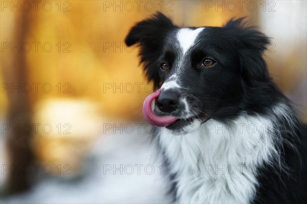 A Border Collie dog poses and shows various tricks in a somewhat wintery setting. Little snow
