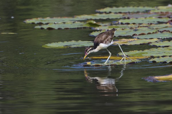 Juvenile Wattled Jacana