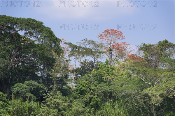 Amazon Tropical rain Forest with Pink Ipe Tree