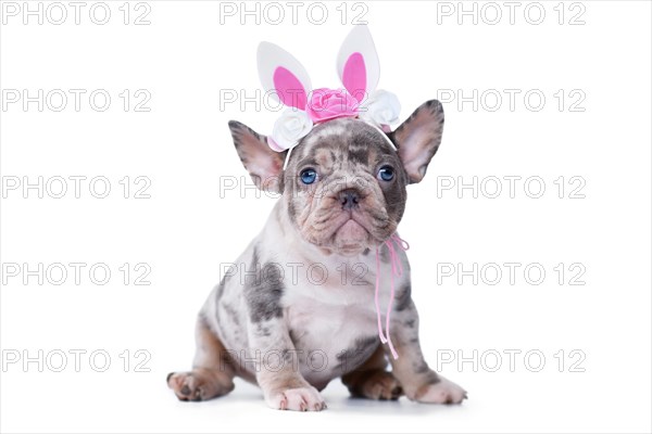 Cute merle French Bulldog dog puppy with Easter bunny headband on white background