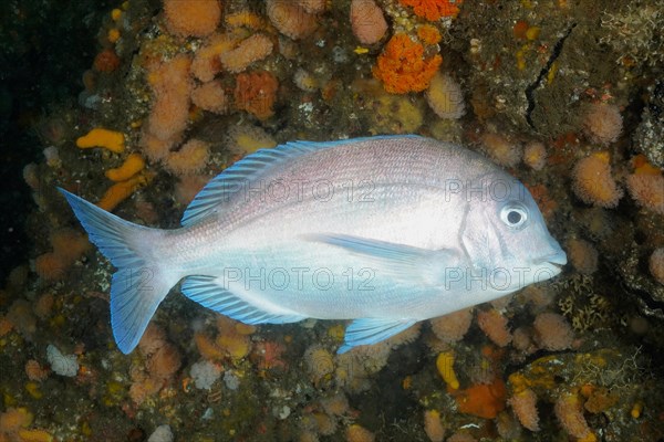 Bronze bream