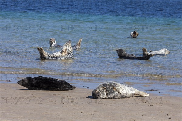 Grey Seal on the beach of Duene Island