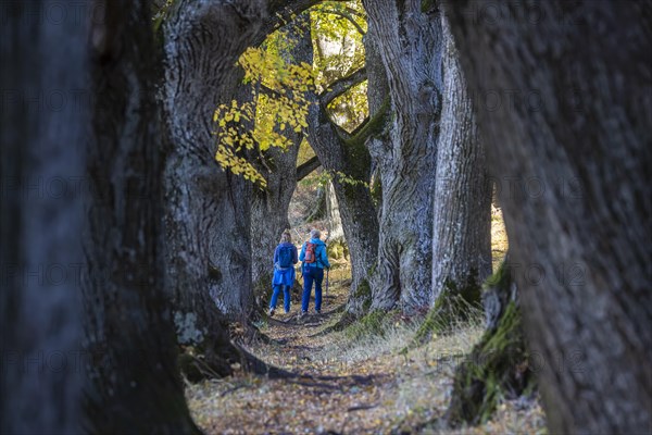 Avenue of lime trees at the foot of the Teckberg with two hikers