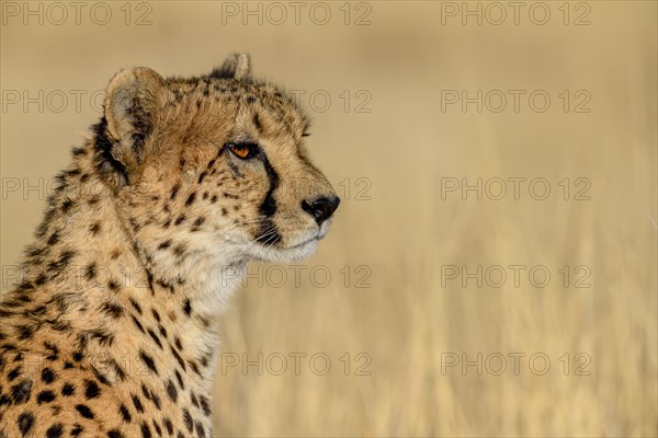 Cheetah