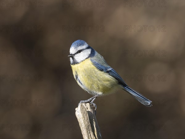 Blue tit