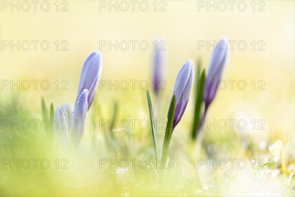 Spring crocus