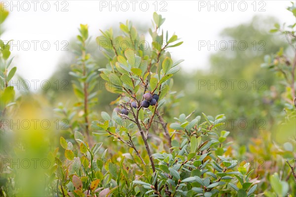 Bog bilberry