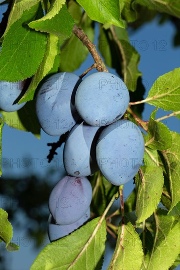 Plum tree branch with some blue fruits and green leaves against blue sky