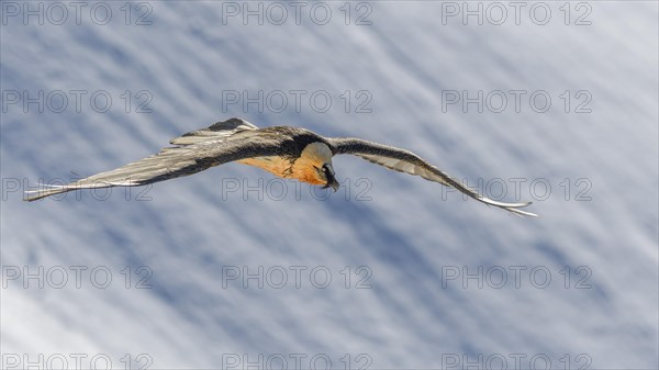 Bearded vulture