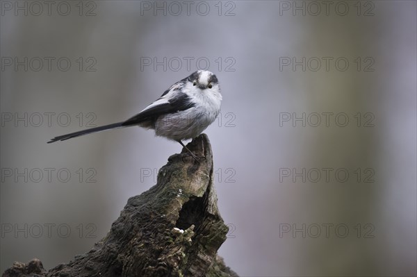 Long-tailed tit