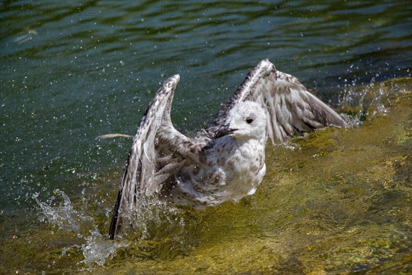 Single seagull in having a bath in the pond