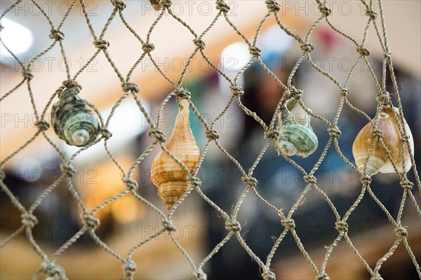 Various types of little seashells attached on the net