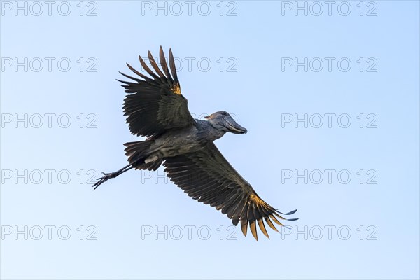 Shoebill