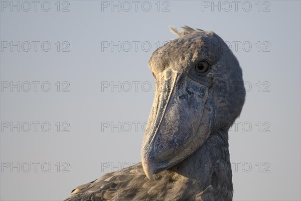 Shoebill