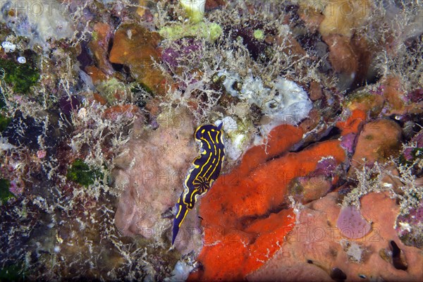 Yellow-violet star snail