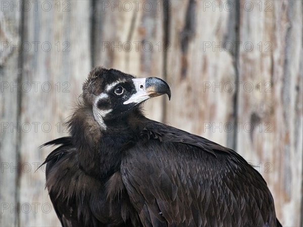 Cinereous vulture