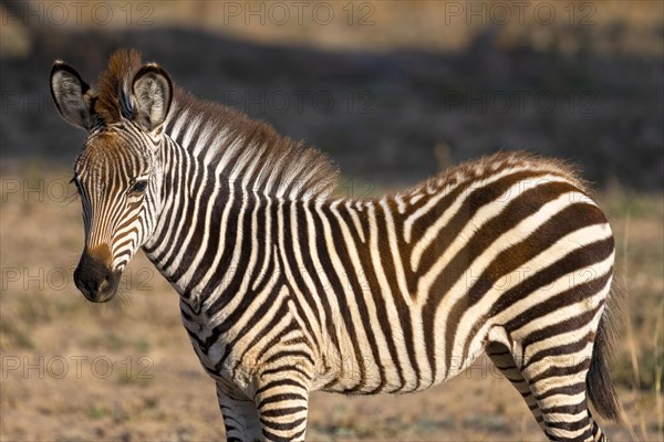 Plains Zebra of the subspecies crawshay's zebra