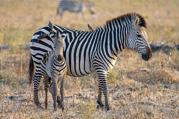 Plains Zebra of the subspecies crawshay's zebra