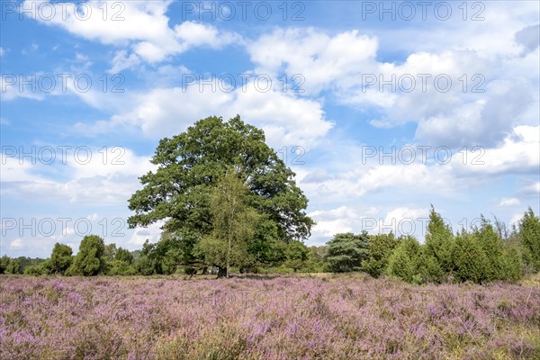 Buurserzand Nature Reserve