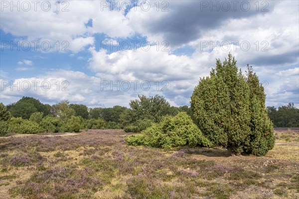 Buurserzand Nature Reserve