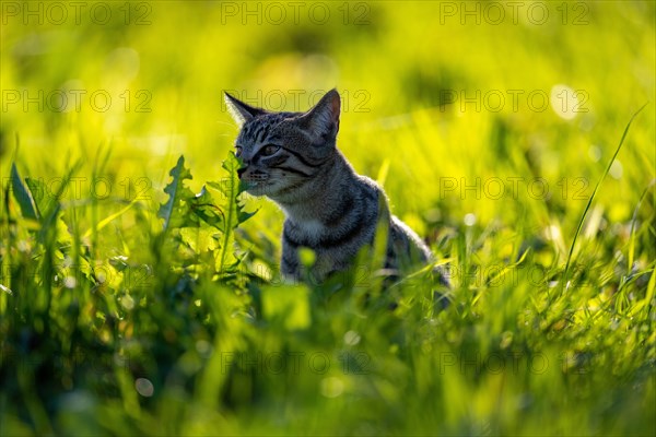 European domestic cat