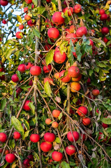 Harvest-ripe red apples