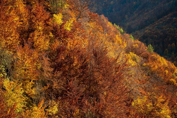 Autumn mixed forest