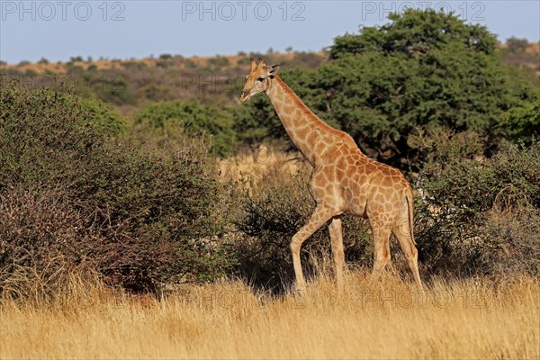 Southern giraffe