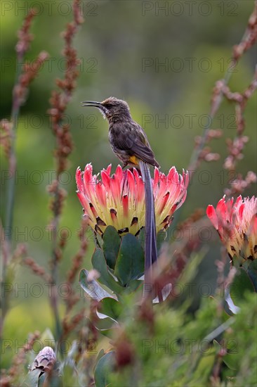 Cape sugarbird