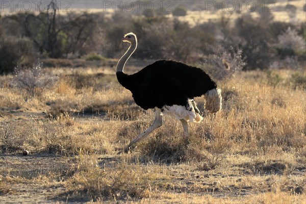 South African ostrich