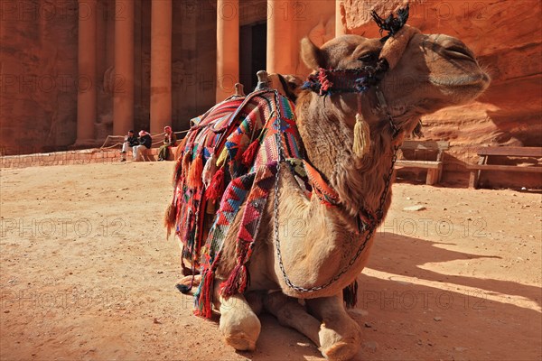 Camel in front of the Khazne al-Firaun