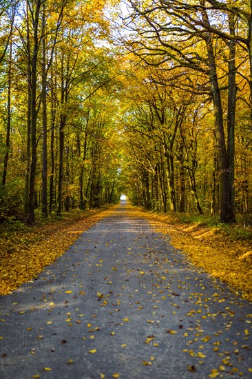 Beautifully lit autumn road with lots of leaves through the forest in Moravia