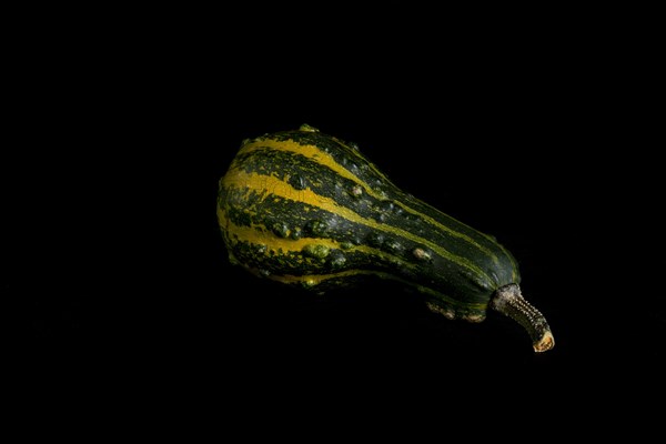 Colorful pumpkin on a black background. In studio