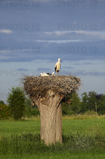 White Stork