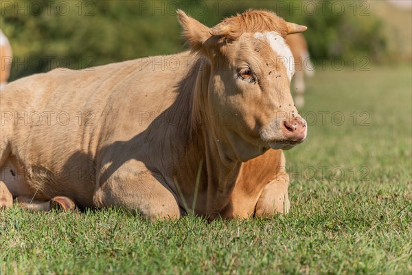 Cow portrait in a pasture in summer. Doubs