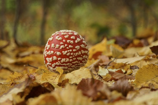 A young fly agaric