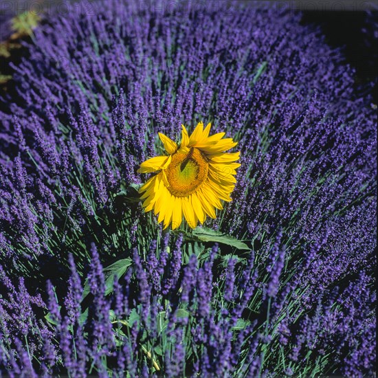 Lavender field with sunflower on the Palteau de Valensole