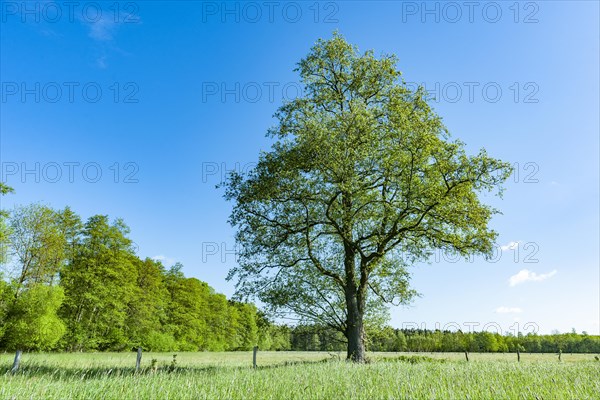 Black alder