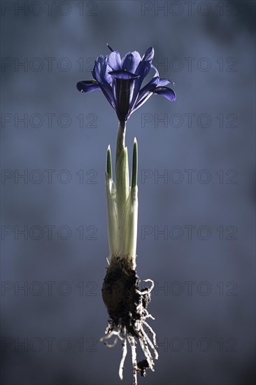 Purple spring crocus