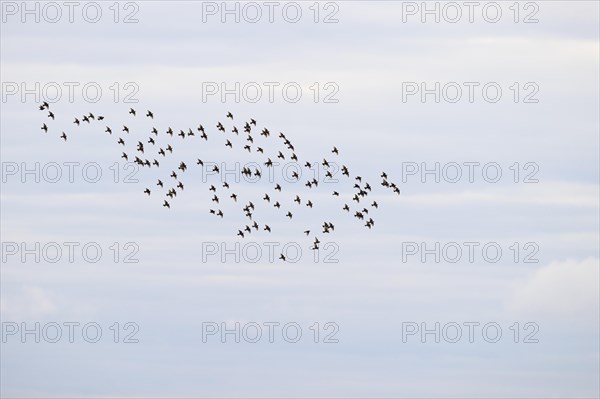 Common starling